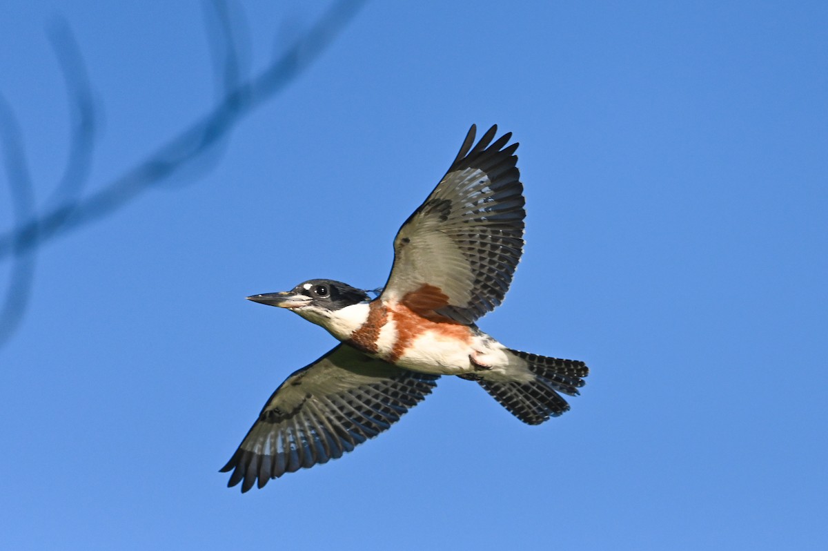 Belted Kingfisher - ML621107327