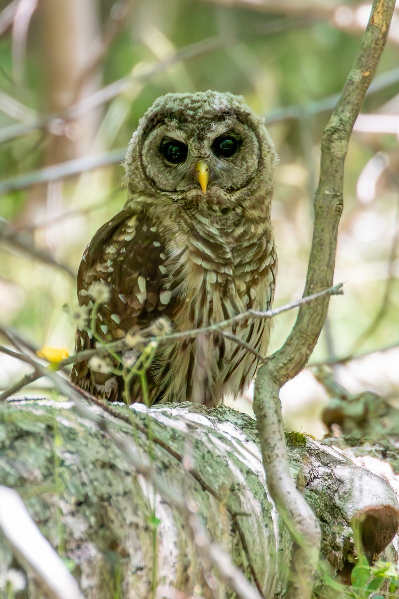 Barred Owl - ML621107364