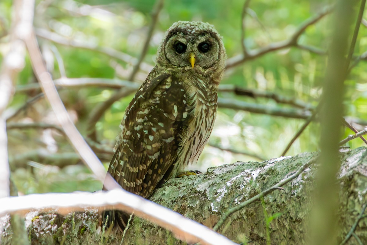 Barred Owl - ML621107365