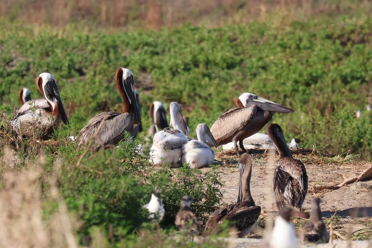 Brown Pelican - ML621107366