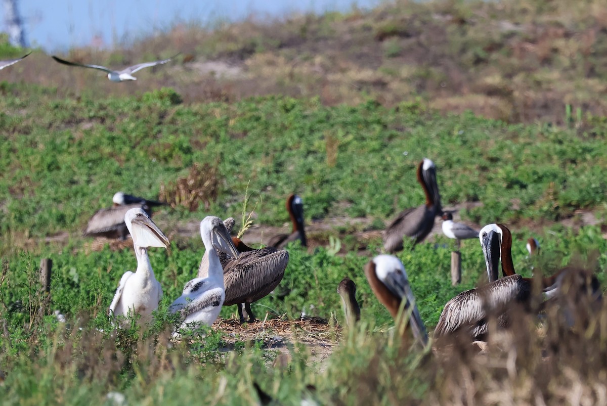 Brown Pelican - ML621107367