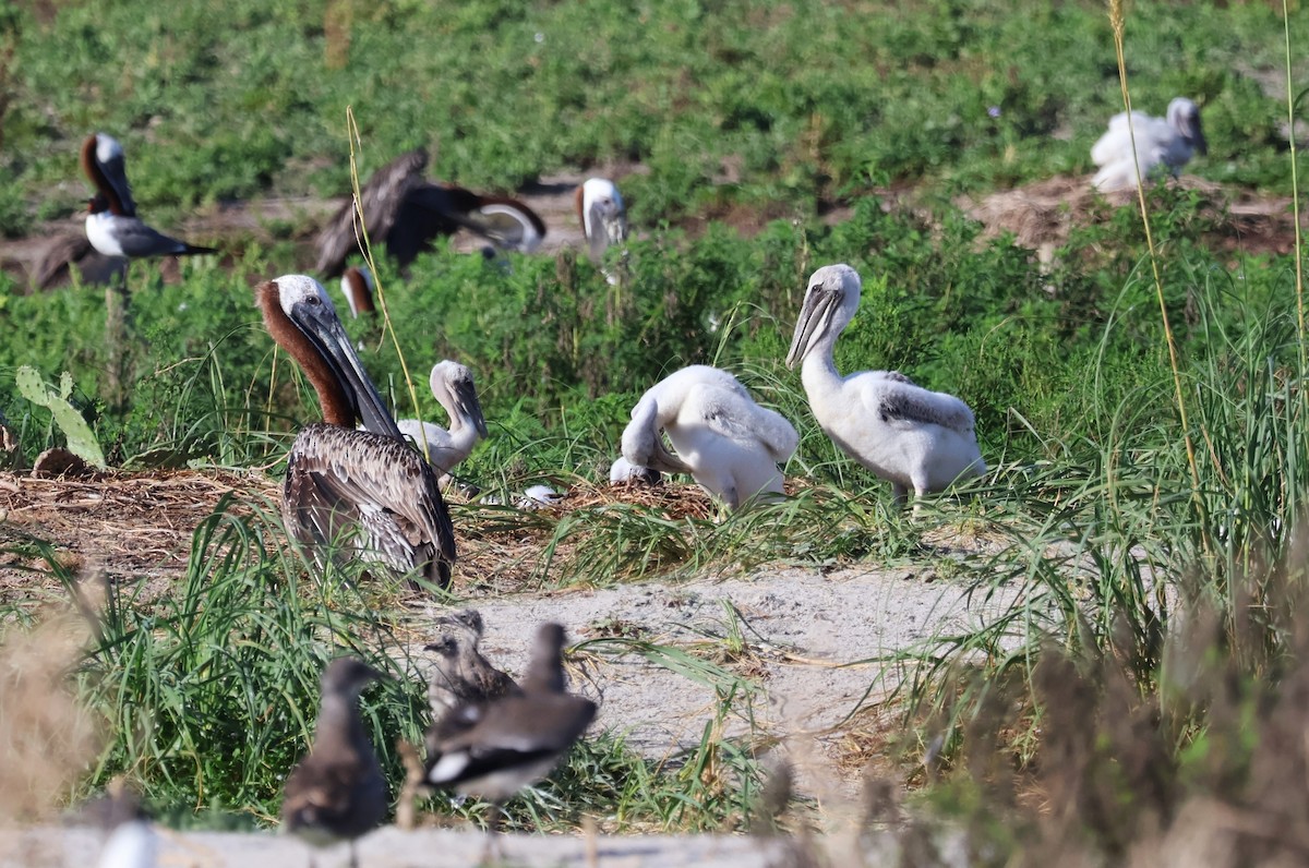 Brown Pelican - ML621107368