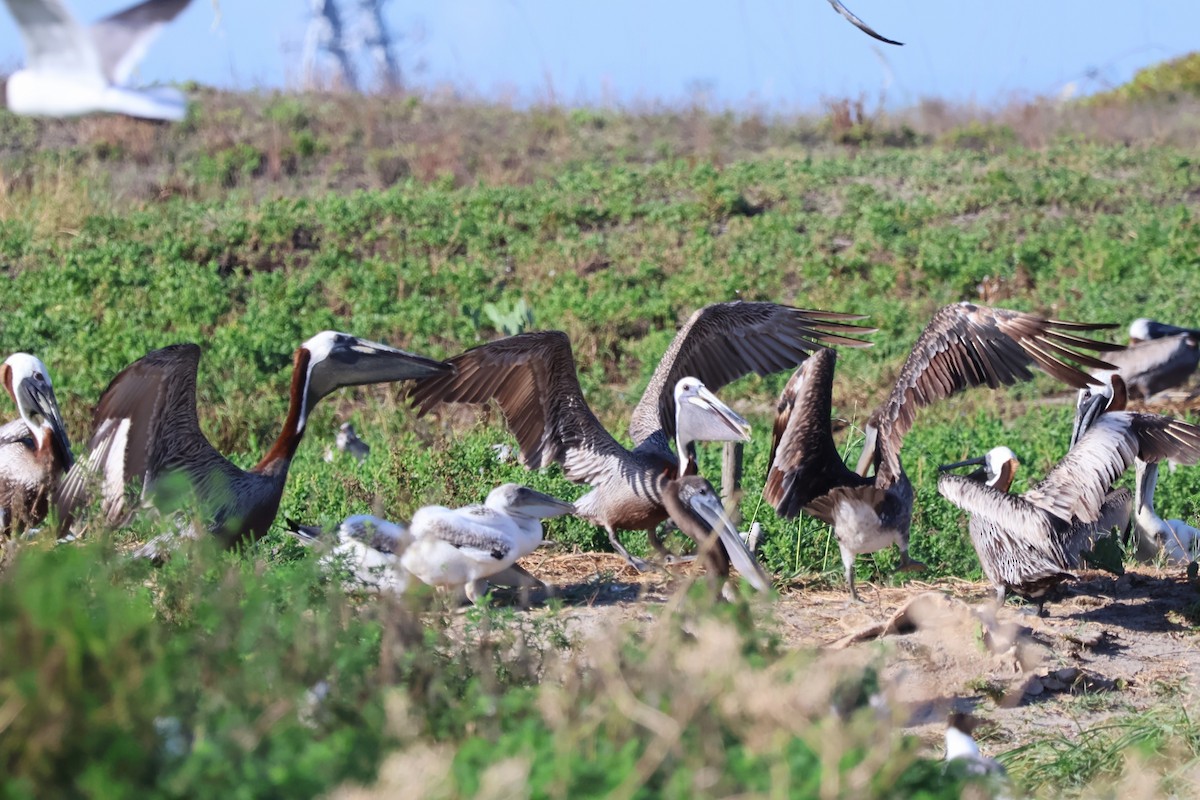 Brown Pelican - Tricia Vesely