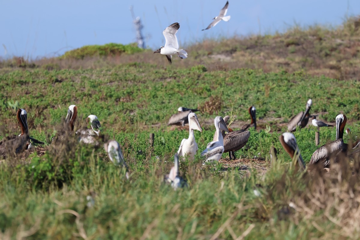 Brown Pelican - ML621107370