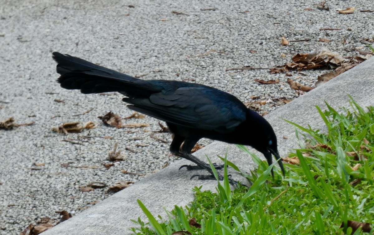 Boat-tailed Grackle - ML621107372