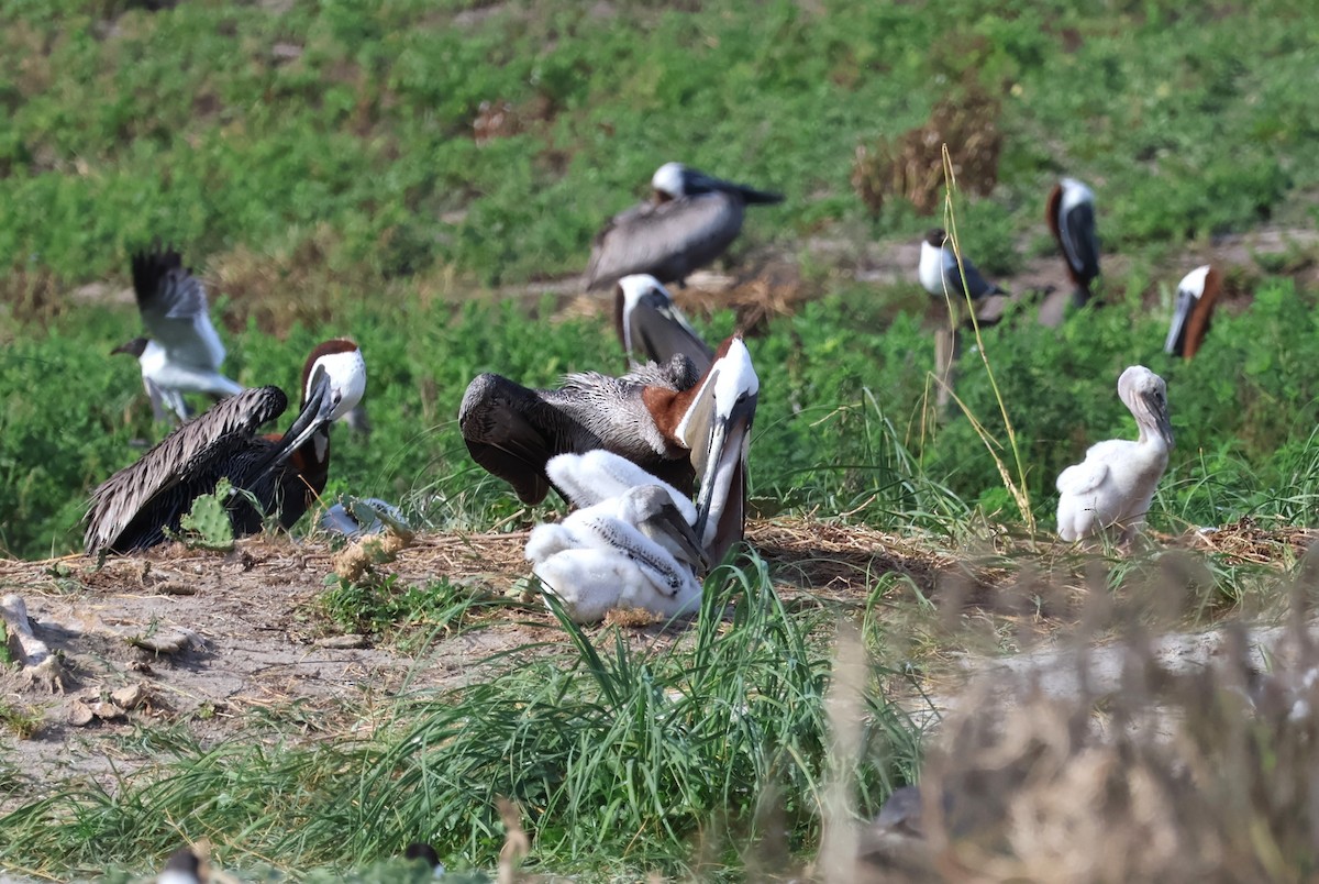 Brown Pelican - ML621107381