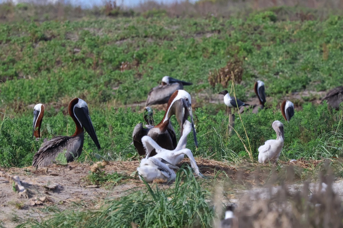 Brown Pelican - ML621107383