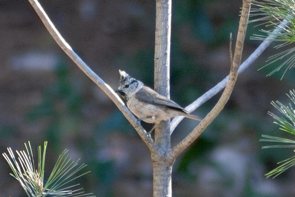Crested Tit - ML621107398