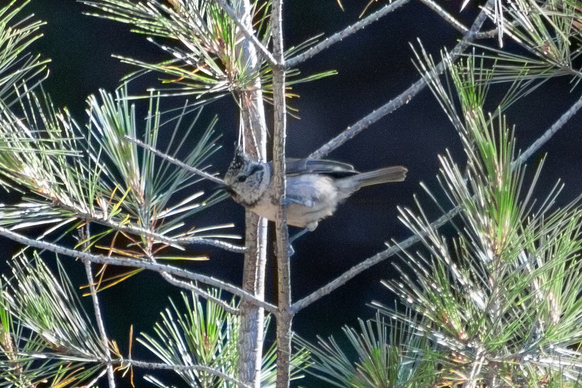 Crested Tit - ML621107399