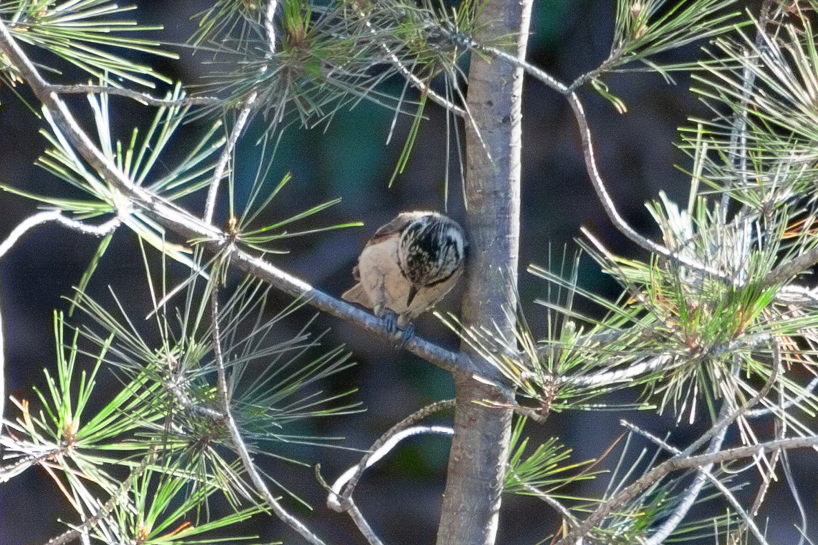 Crested Tit - ML621107400