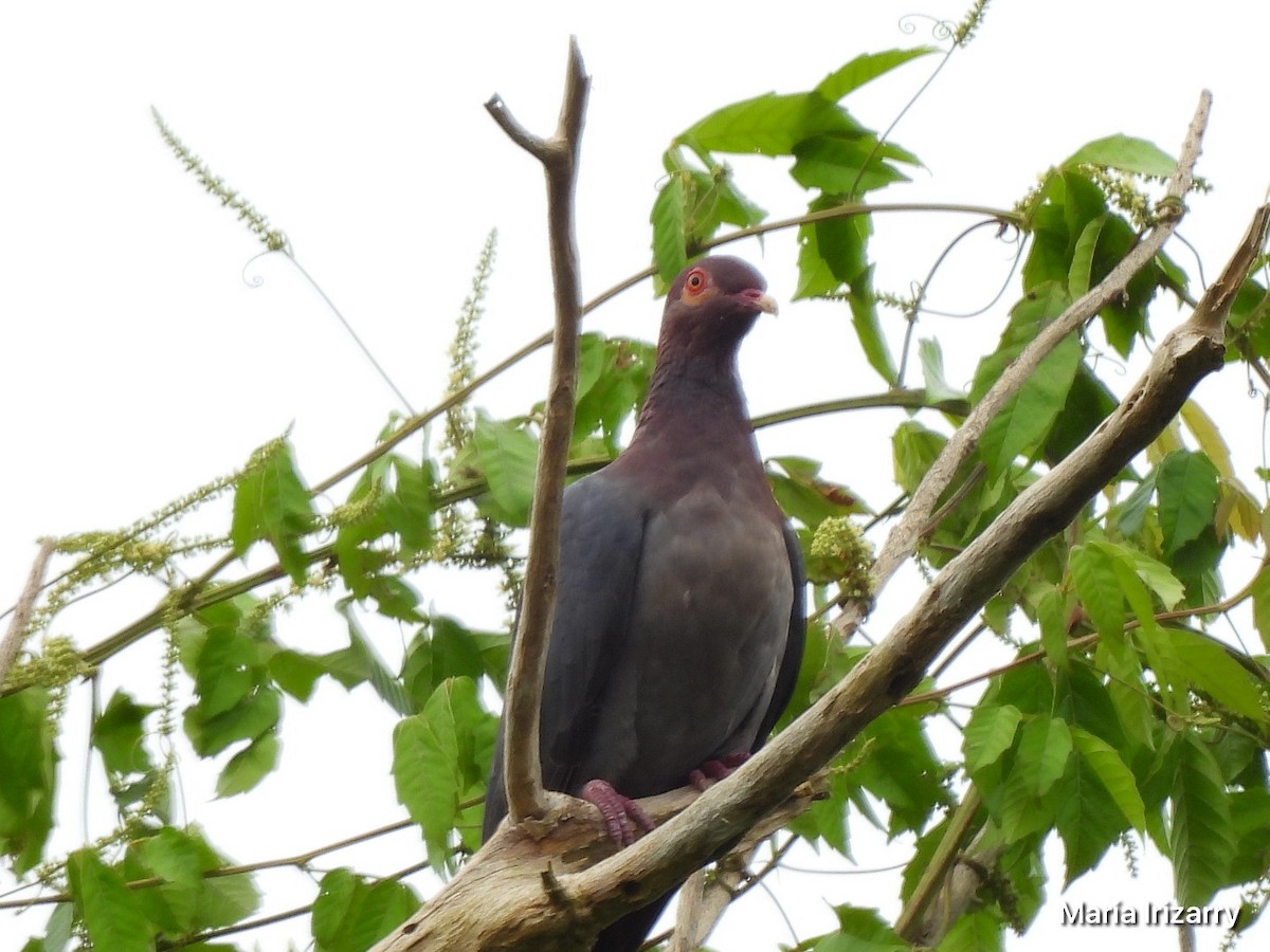 Scaly-naped Pigeon - ML621107477