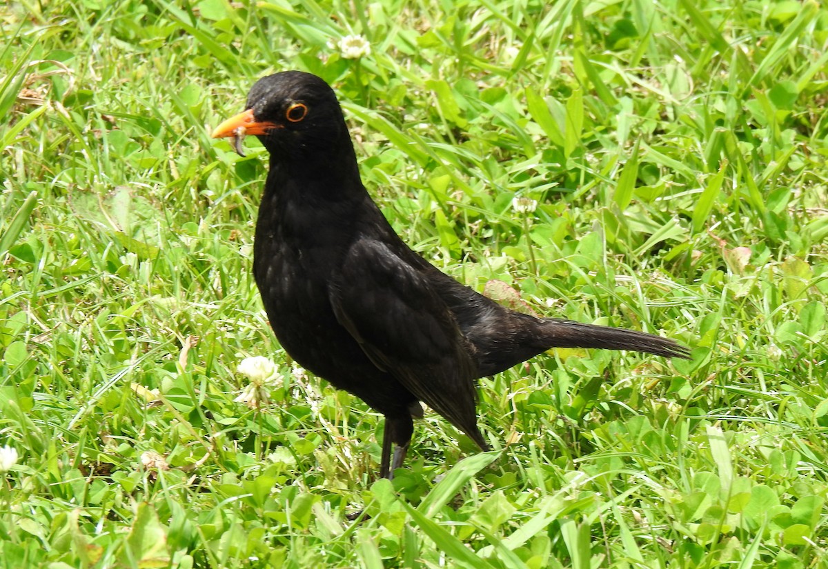 Eurasian Blackbird - ML621107526