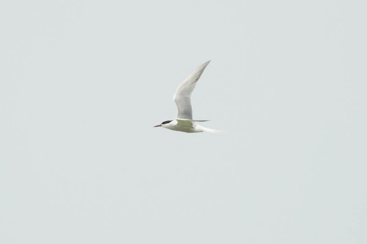 Common Tern - ML621107527