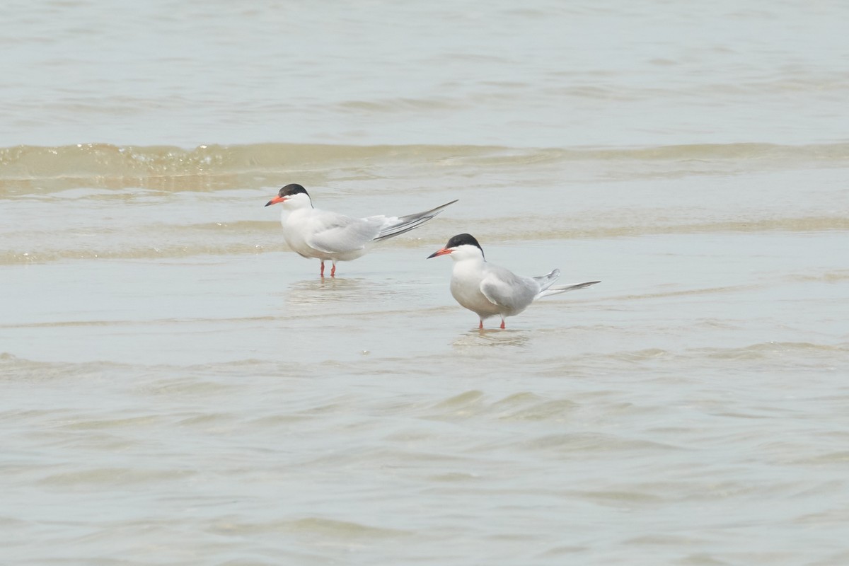 Common Tern - ML621107528