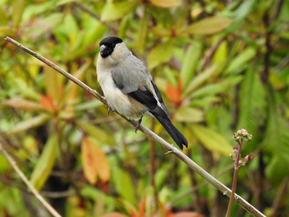 Azores Bullfinch - ML621107565