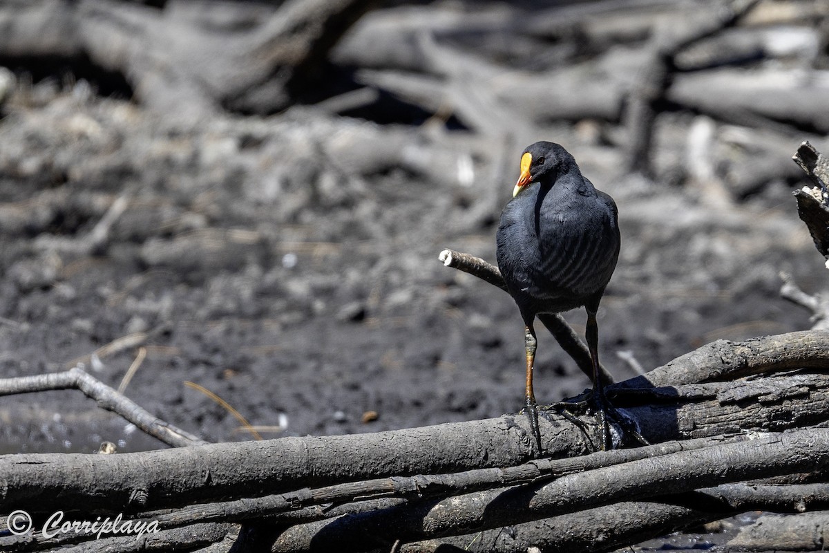 Dusky Moorhen - ML621107577