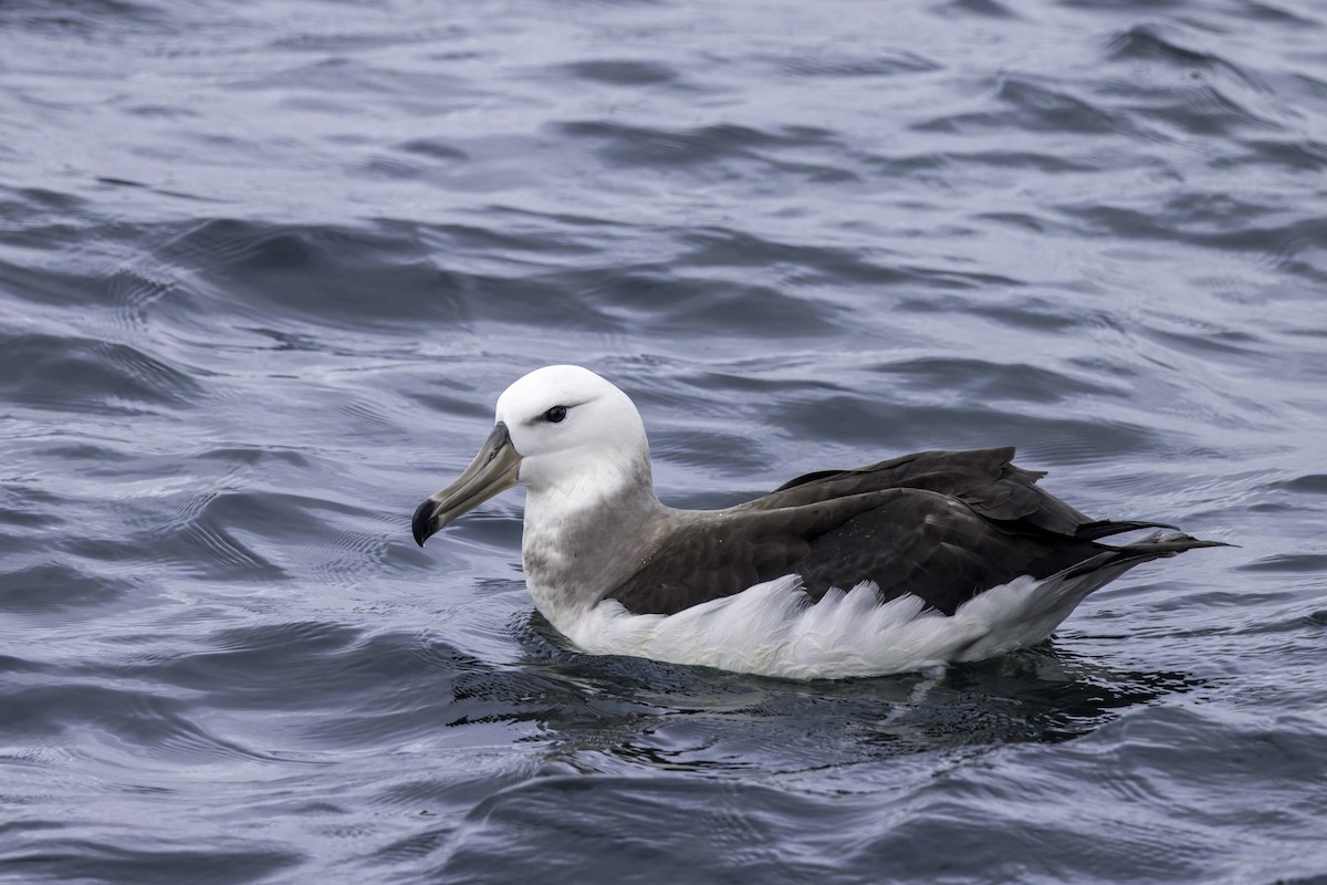 Black-browed Albatross - ML621107594