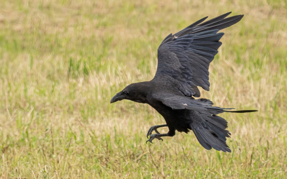 Common Raven - ML621107595