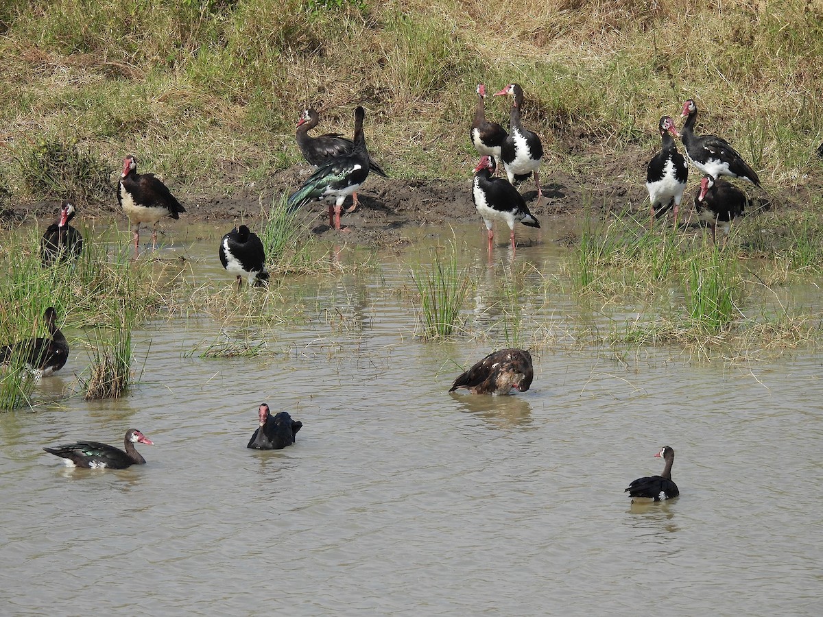 Spur-winged Goose - ML621107611