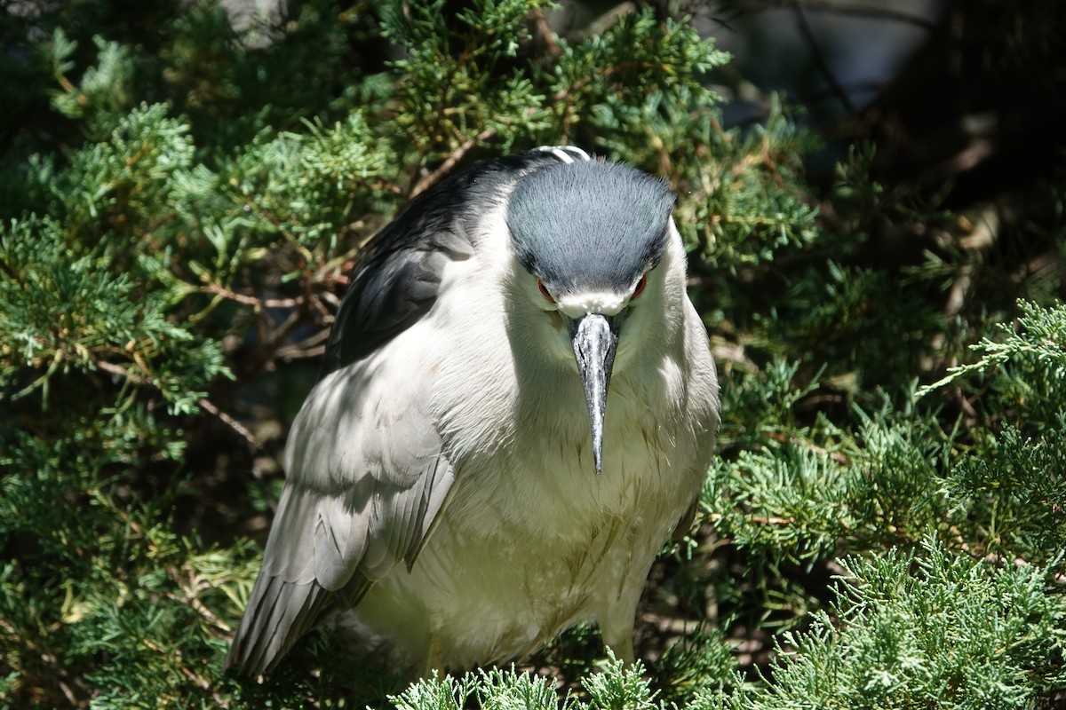 Black-crowned Night Heron - ML621107639