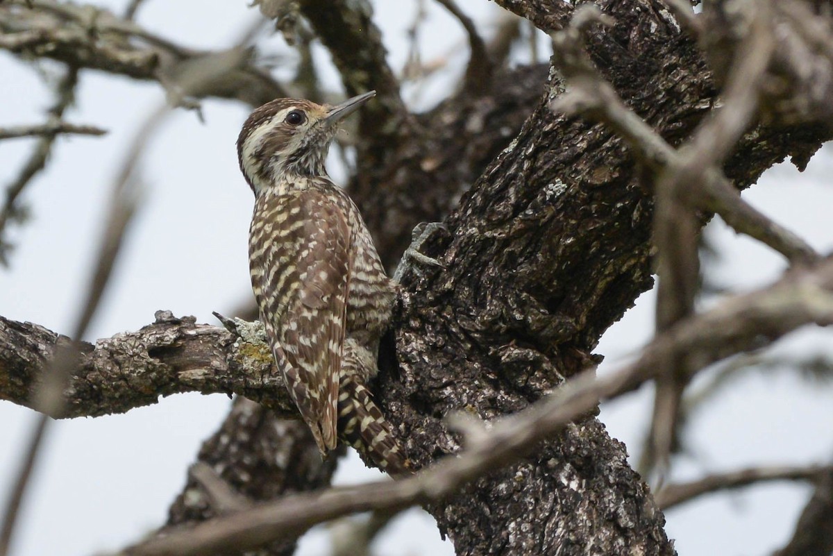 Checkered Woodpecker - Guilherme Serpa