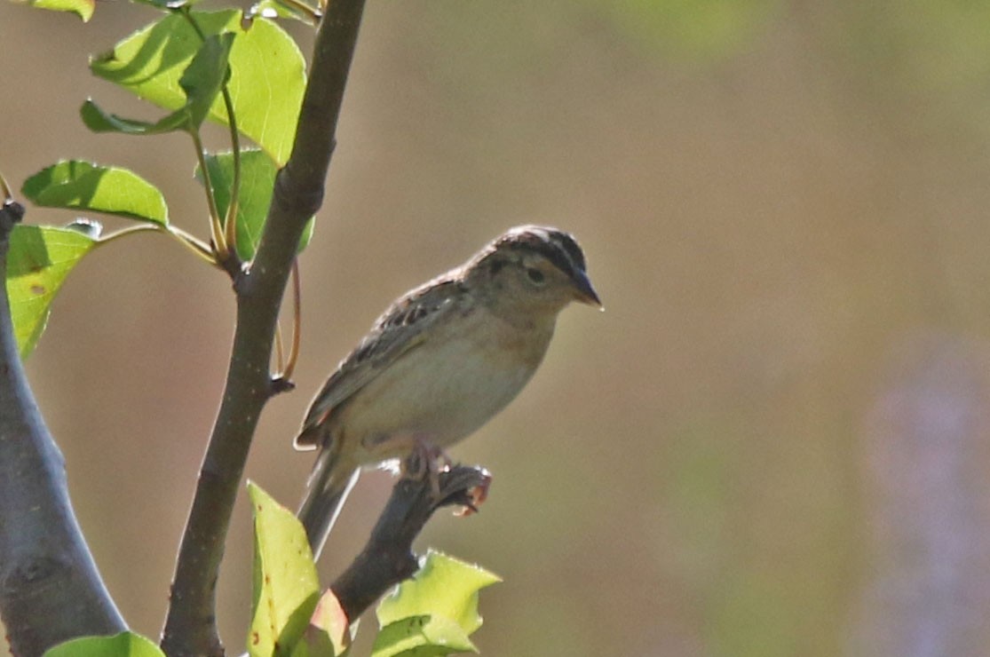 Grasshopper Sparrow - ML621107688
