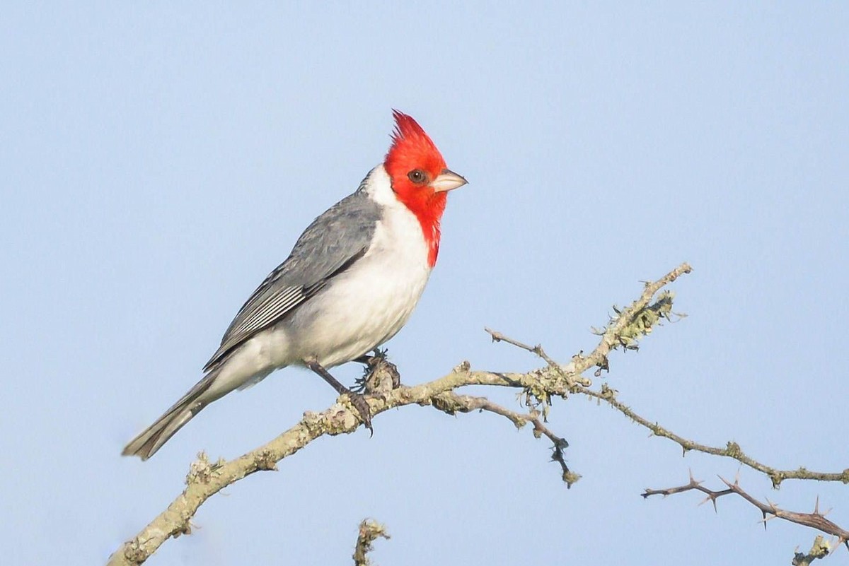 Red-crested Cardinal - ML621107694