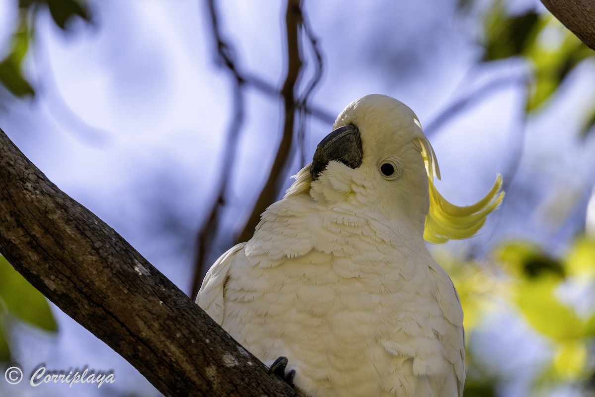 Sulphur-crested Cockatoo - Fernando del Valle