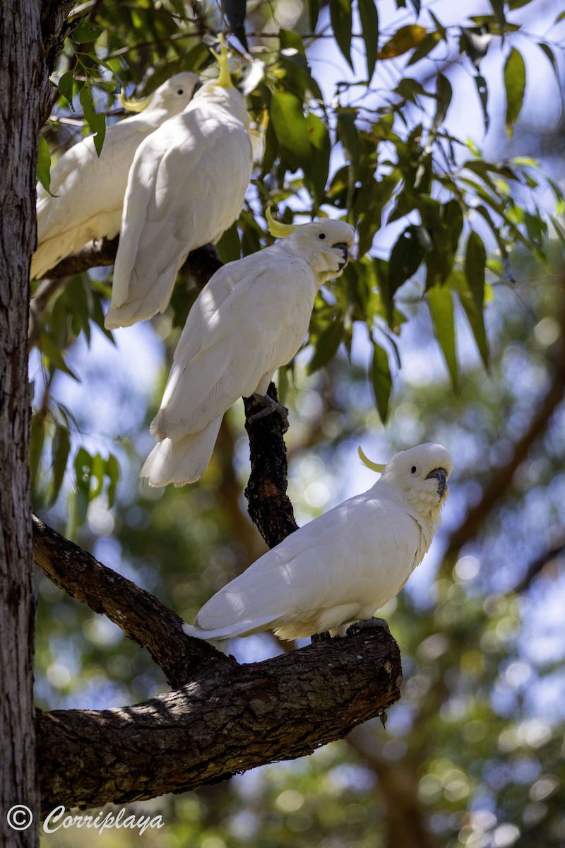 Sulphur-crested Cockatoo - ML621107703