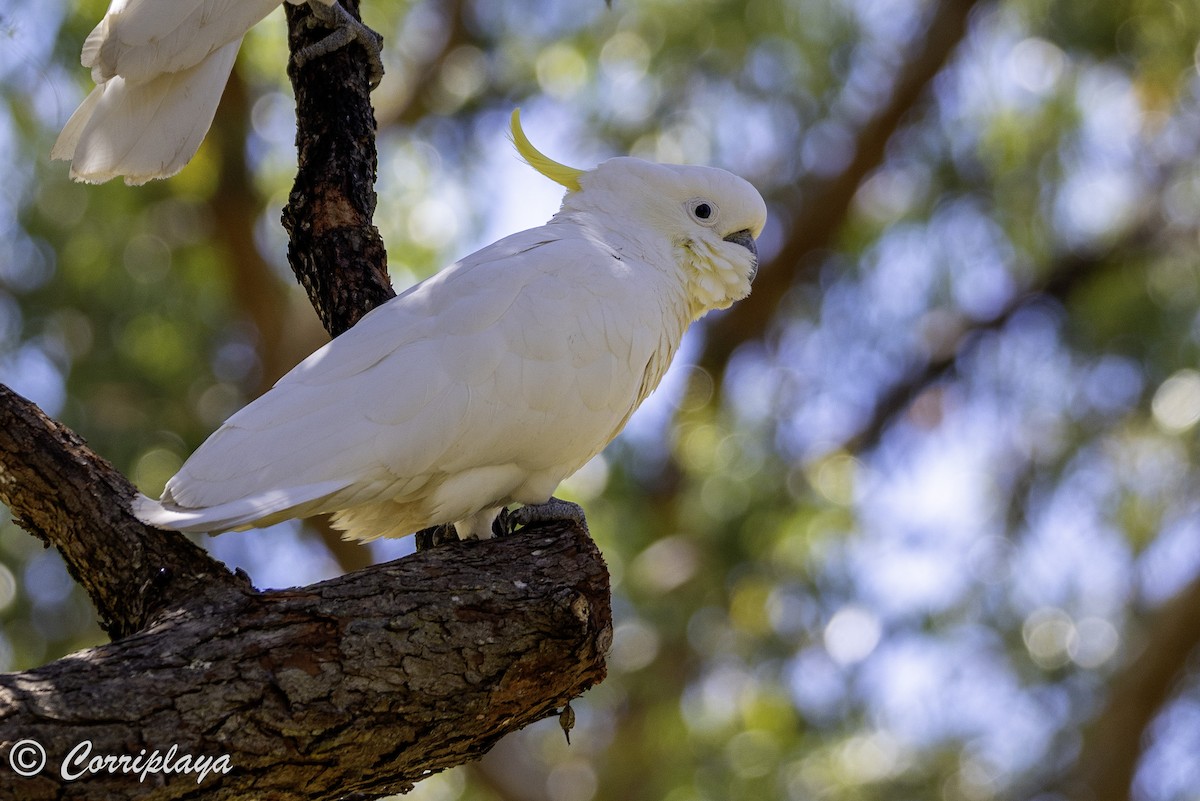 Sulphur-crested Cockatoo - ML621107704