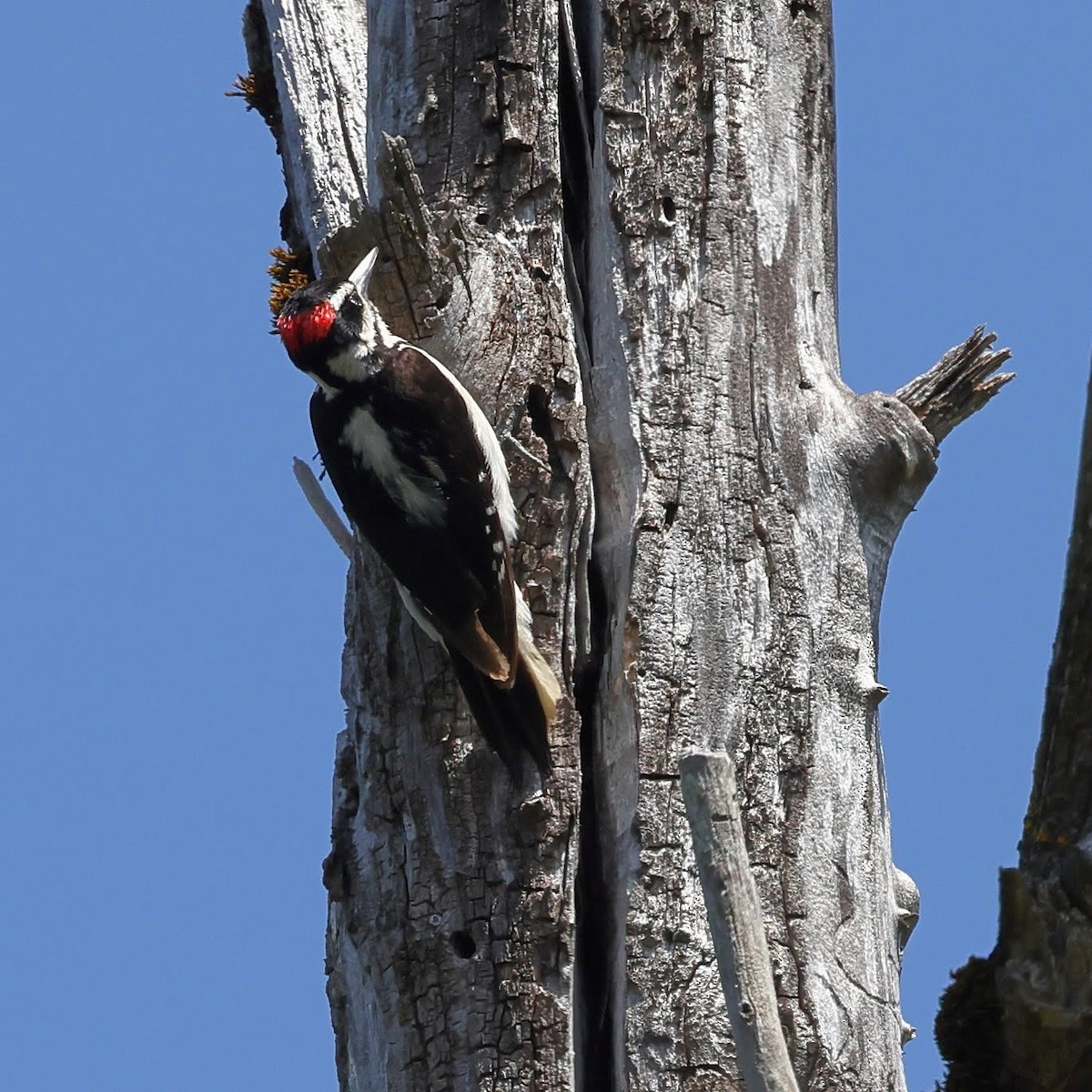 Hairy Woodpecker - ML621107716