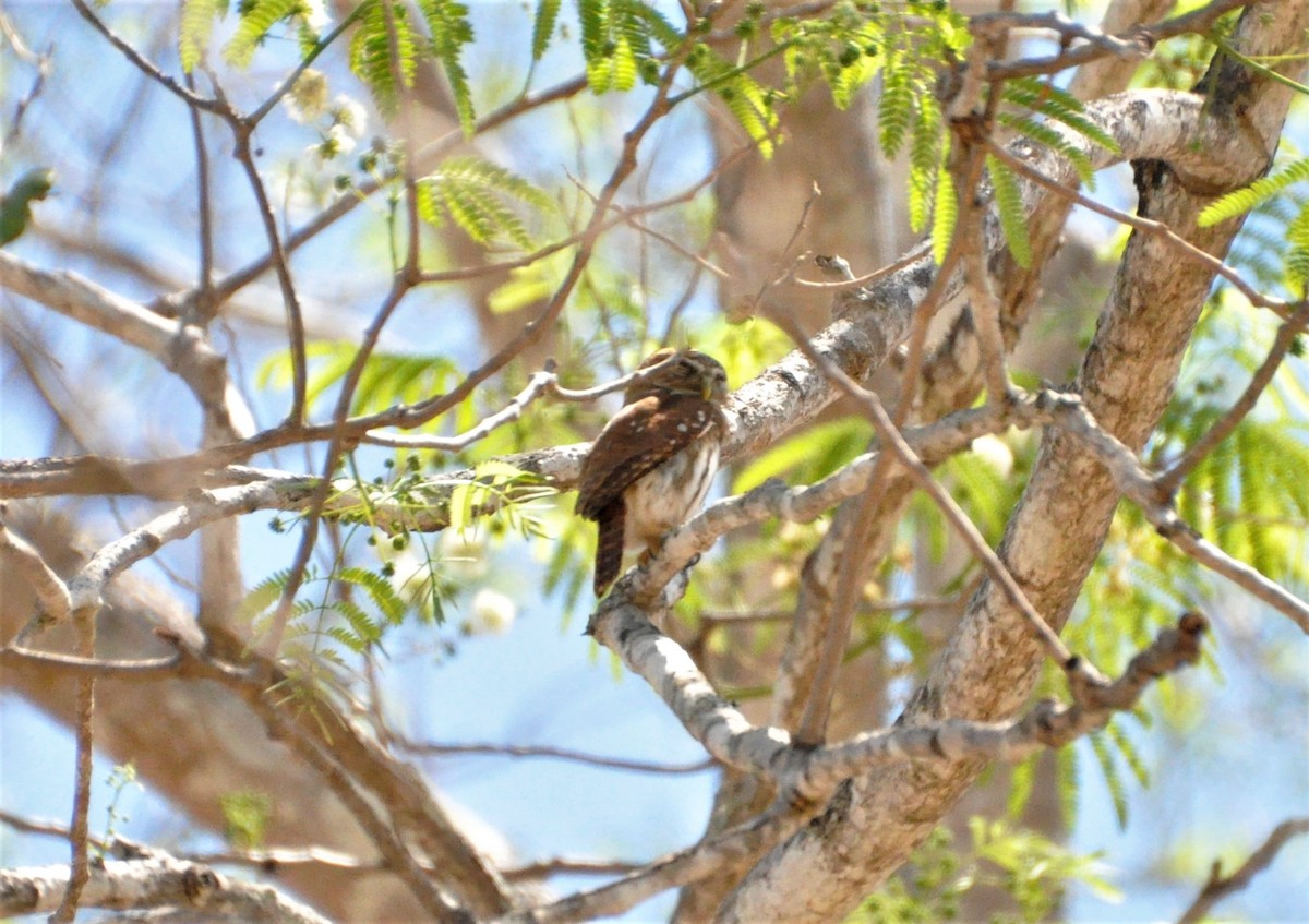 Ferruginous Pygmy-Owl - Jerry Davis
