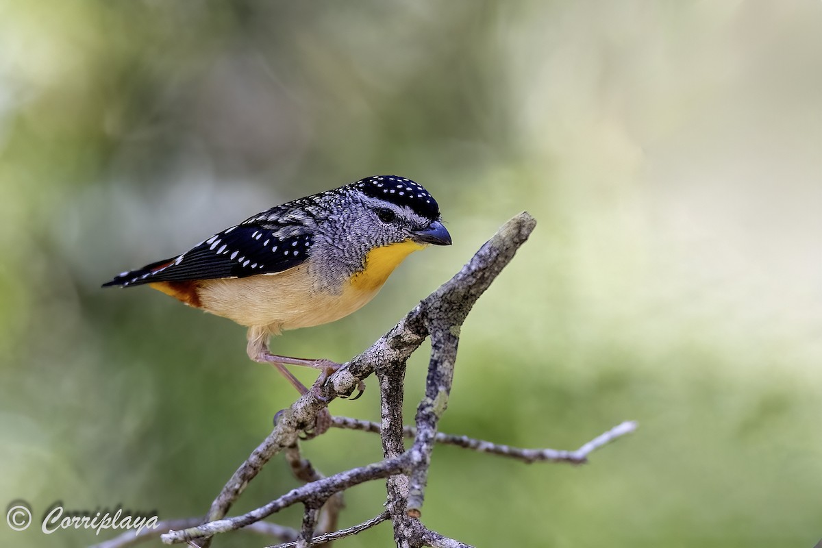 Pardalote Moteado - ML621107780