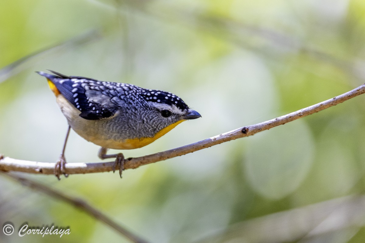 Pardalote Moteado - ML621107781