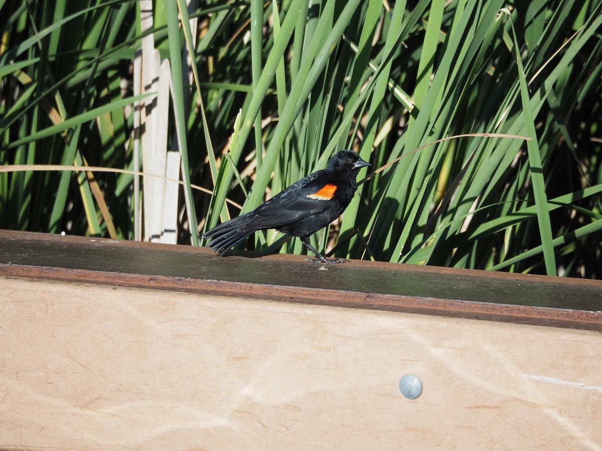 Red-winged Blackbird - ML621107786