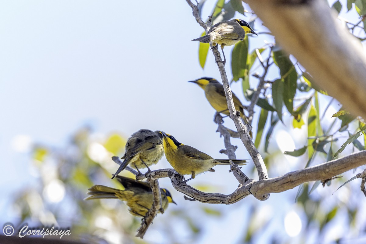 Yellow-tufted Honeyeater - ML621107787