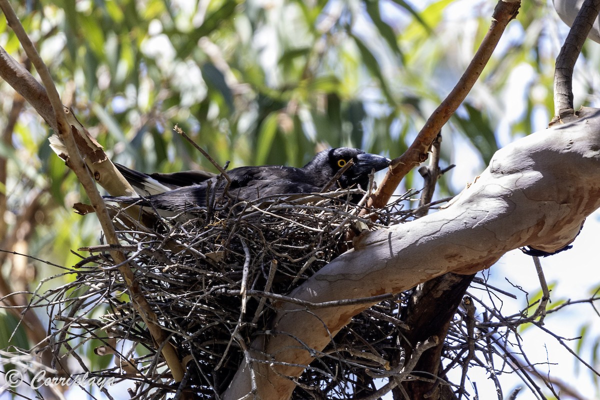 Pied Currawong - ML621107792