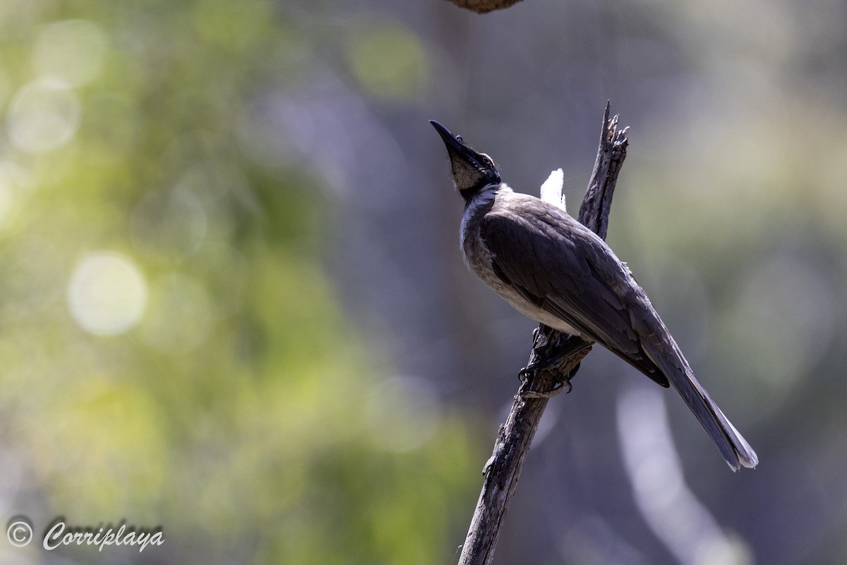 Noisy Friarbird - ML621107798