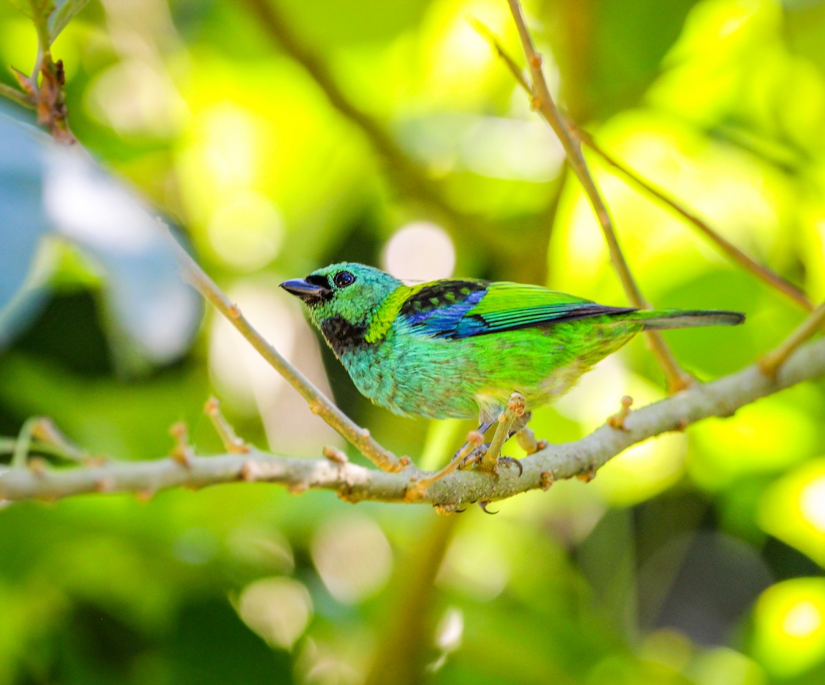 Green-headed Tanager - ML621107821