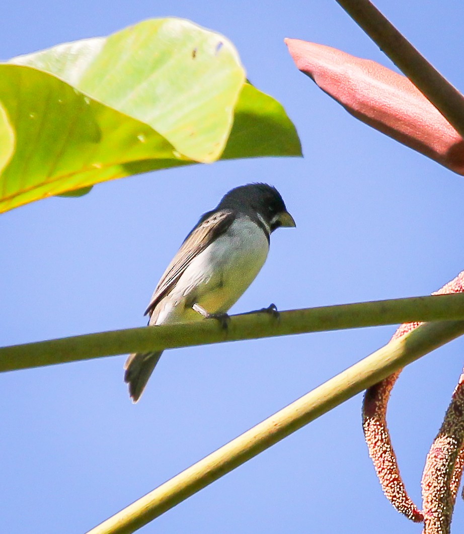 Double-collared Seedeater - ML621107824