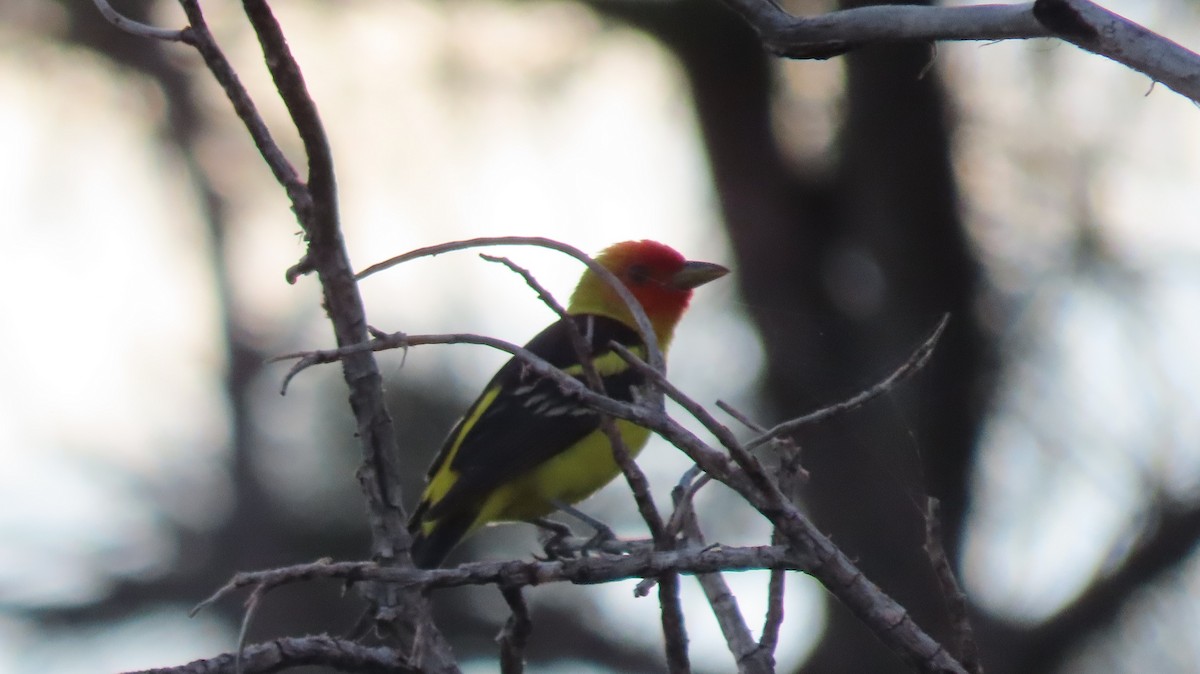 Western Tanager - ML621107883