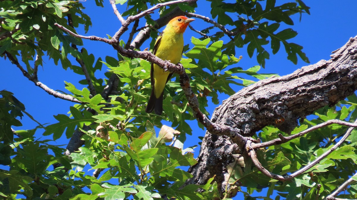 Western Tanager - ML621107884