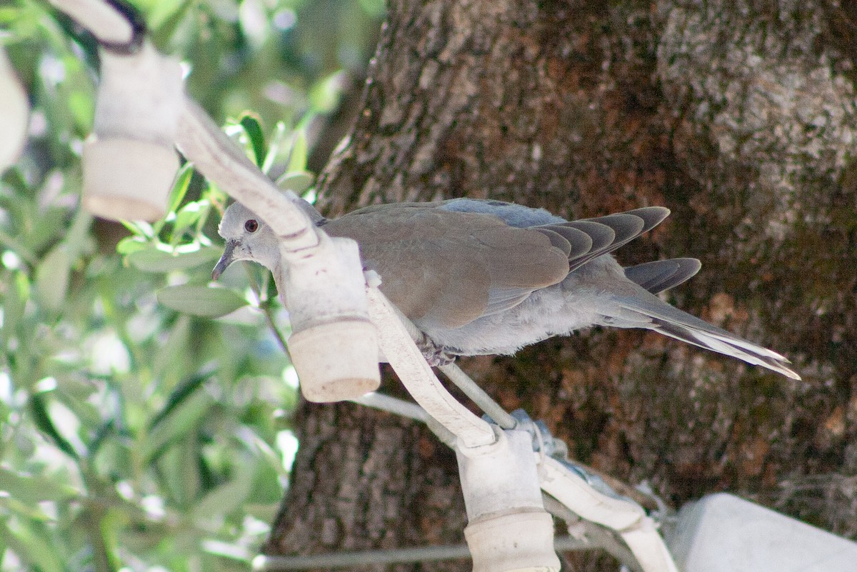 Eurasian Collared-Dove - W Biggs
