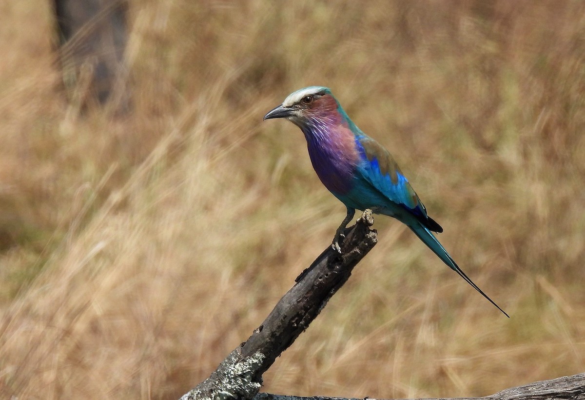 Lilac-breasted Roller - ML621107897