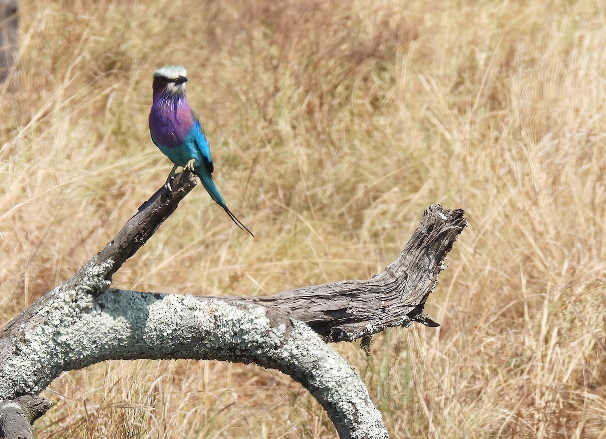 Lilac-breasted Roller - ML621107898