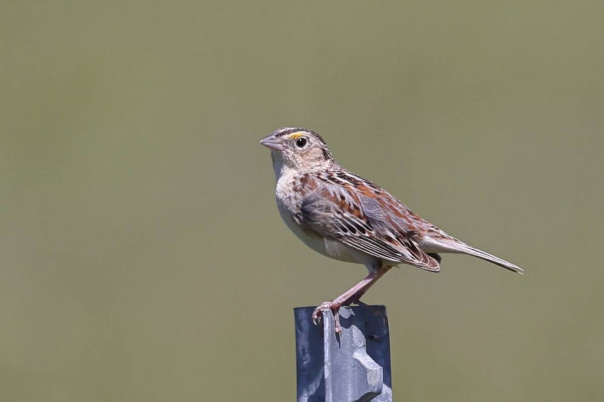 Grasshopper Sparrow - ML621107909