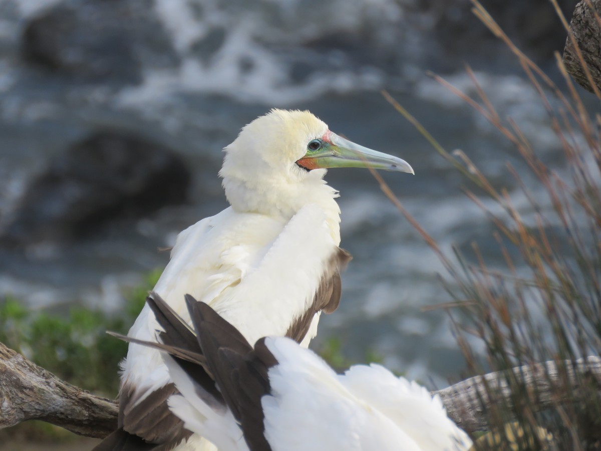Red-footed Booby - ML621107914