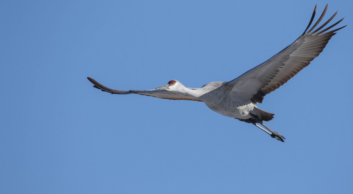 Sandhill Crane - ML621107926