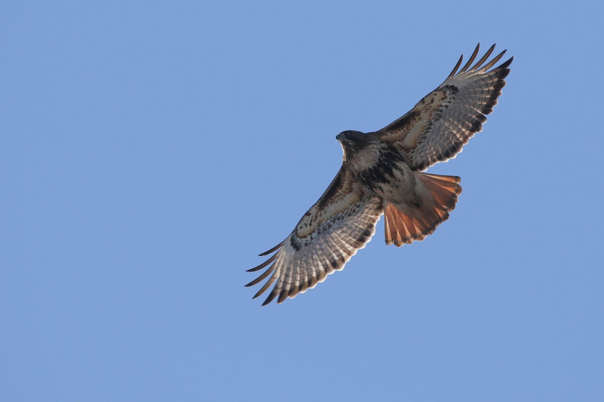 Red-tailed Hawk (abieticola) - ML621107935