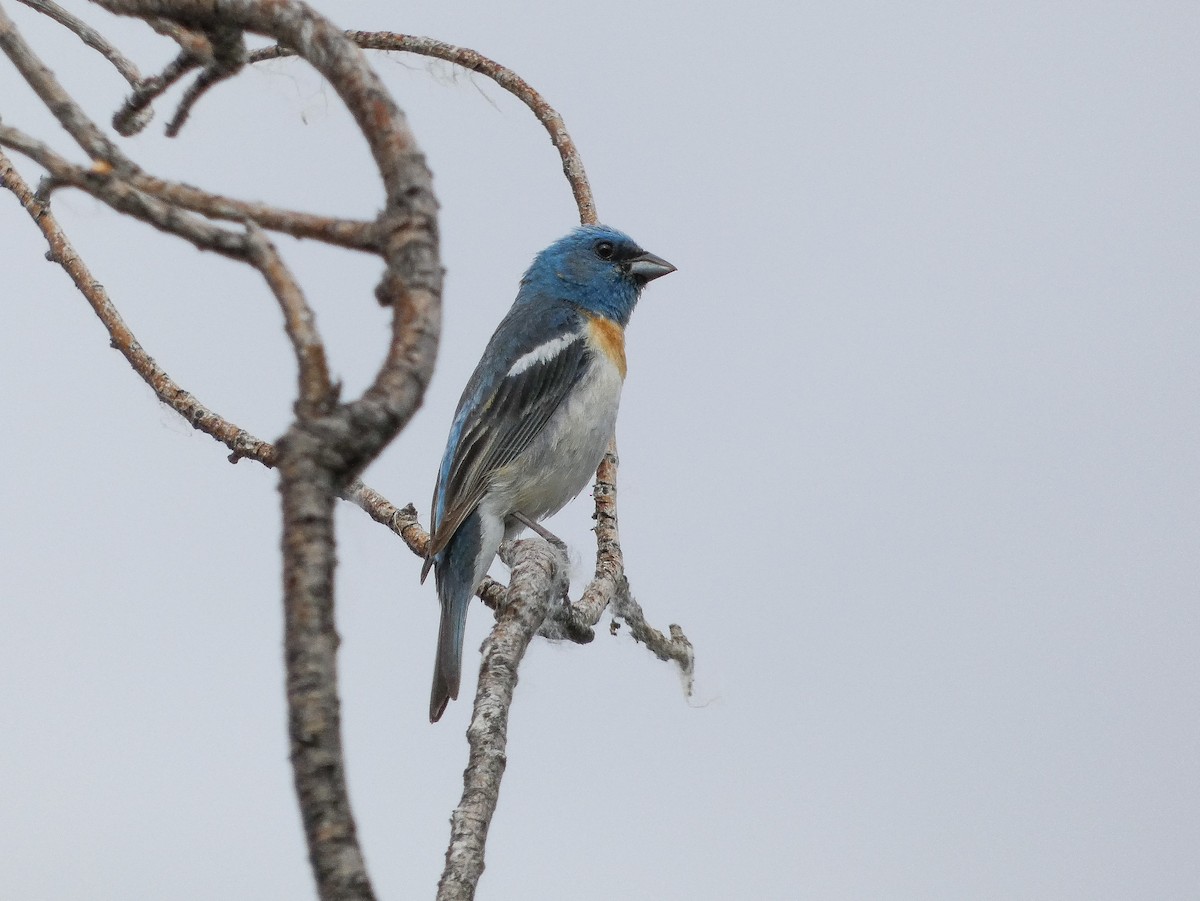 Lazuli Bunting - ML621107938